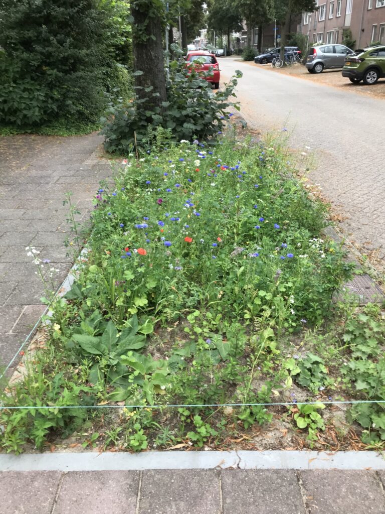 BG! Groengroep start nieuwe rubriek