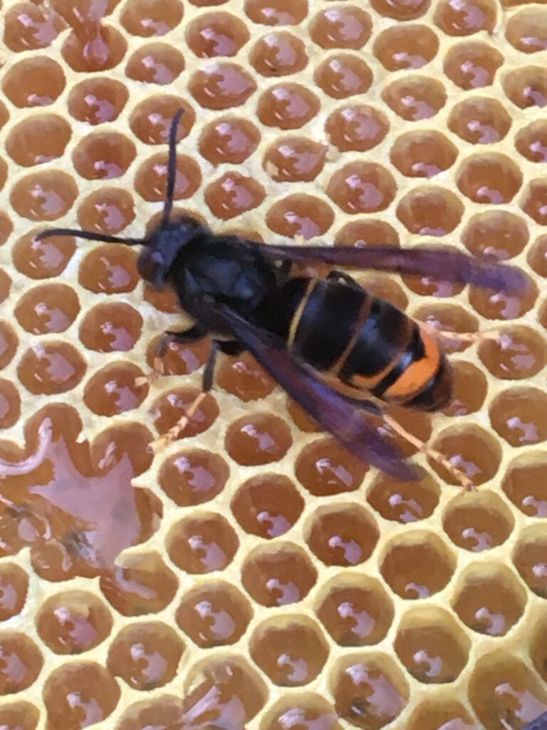 Help de insecten.