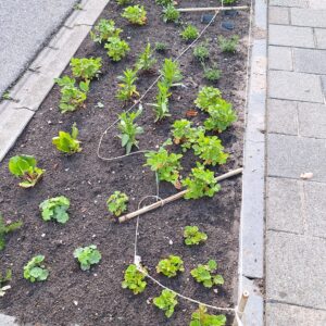 GroenDoenDag-5-13